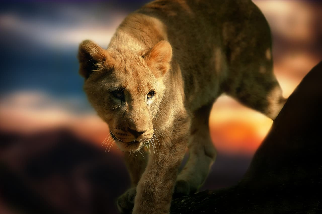 Tapping Into Your Animal Instincts When Creating