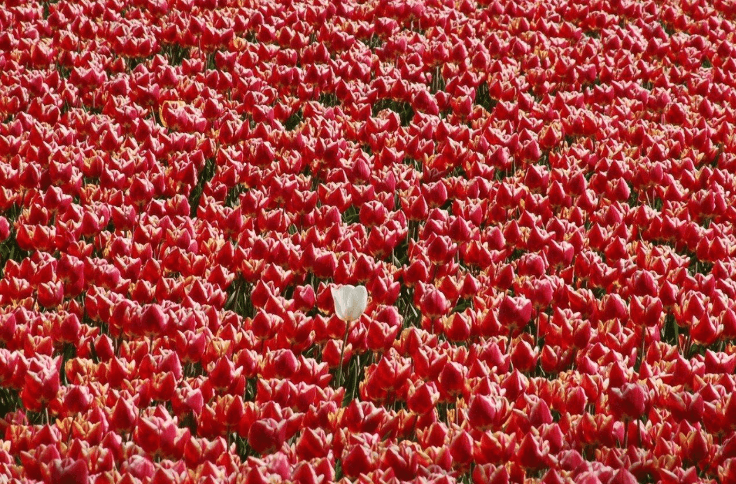 In the Details 5 Tips for Effective Story Research