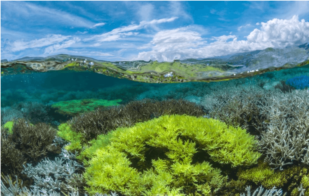 How Filmmakers Can Help Save the Environment