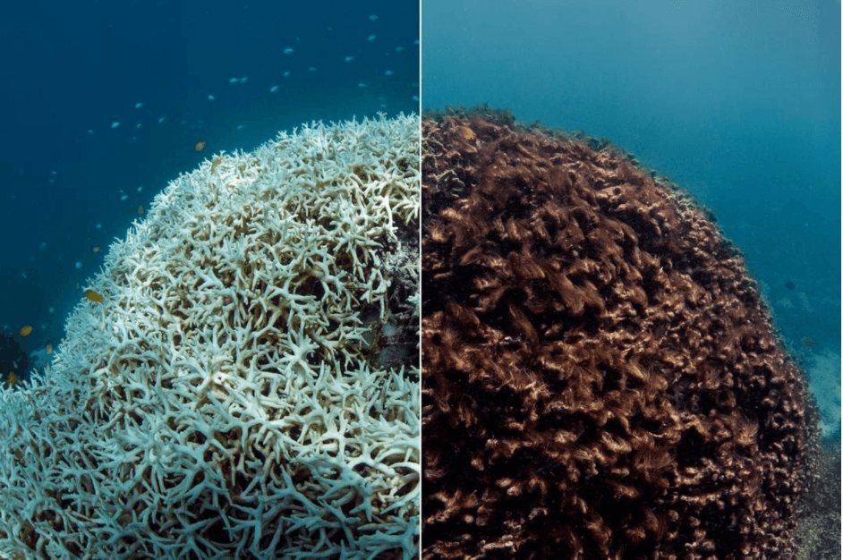 How Filmmakers Can Help Save the Environment